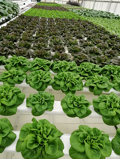 rows of growing lettuce on Nantucket